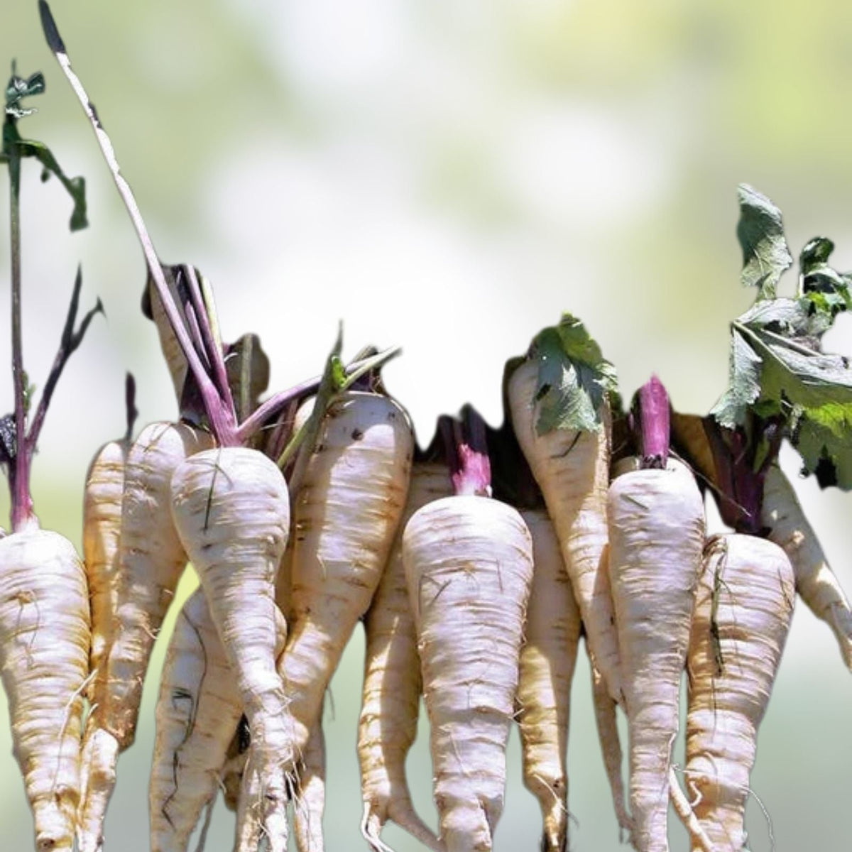 Parsnip Seeds 500 Count Harris Model Heirloom Non-GMO Vegetable Garden Seeds Pastinaca sativa