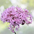 Heirloom Pink Mexican Hydrangea Plant - Butterfly & Hummingbird Attractant - Ready Rooted (Hydrangea macrophylla)