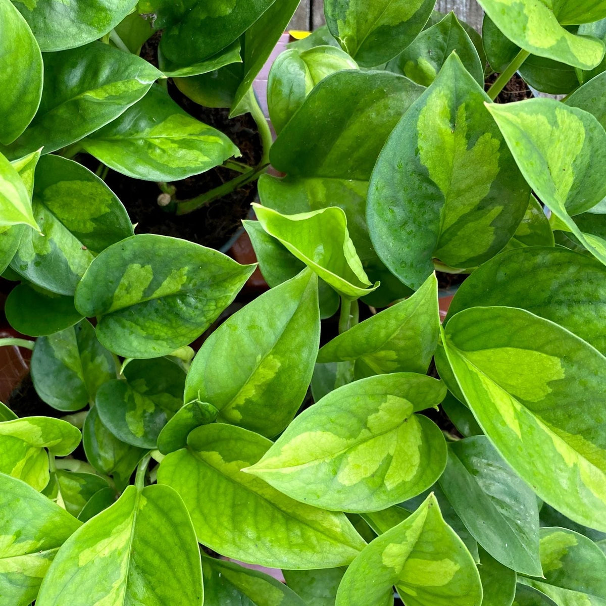 Pothos Plant - Global Green Variety - Easy Care Houseplant - Epipremnum aureum