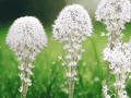 100 Seeds Bear Grass Bear Lily Xerophyllum tenax Evergreen Perennial Ornamental