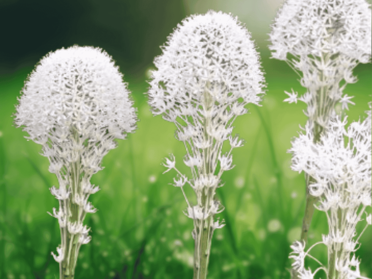 100 Seeds Bear Grass Bear Lily Xerophyllum tenax Evergreen Perennial Ornamental