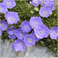 Purple Tussock Bellflower Seeds - 2000+ Perennial Carpathian Bellflower Seeds - Campanula carpatica - USA