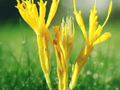 10 Seeds Rubber Rabbitbrush Ericameria nauseosa Hardy Drought Tolerant Native Shrub