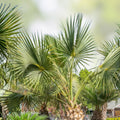 Sabal Palm Tree Sapling 2+ Years Old Cabbage Palm Texas Sabal Not Bare Root Landscaping, 8-12 inch Sabal palmetto