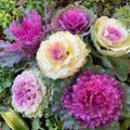 Ornamental Kale Seeds 10 Pack Condor White Organic Brassica oleracea USA Grown