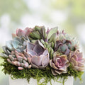 Assorted Succulent Cuttings - 15 Varieties for Planting, Arranging & Crafting - Perfect for Home Decor