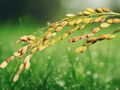 20 Seeds Oryza sativa Magic Rice of Assam Heirloom Rice Variety Easy To Grow
