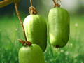 1 Live Plant Ananasnaya Hardy Kiwi Female Vine Actinidia arguta Anna Starter Plant