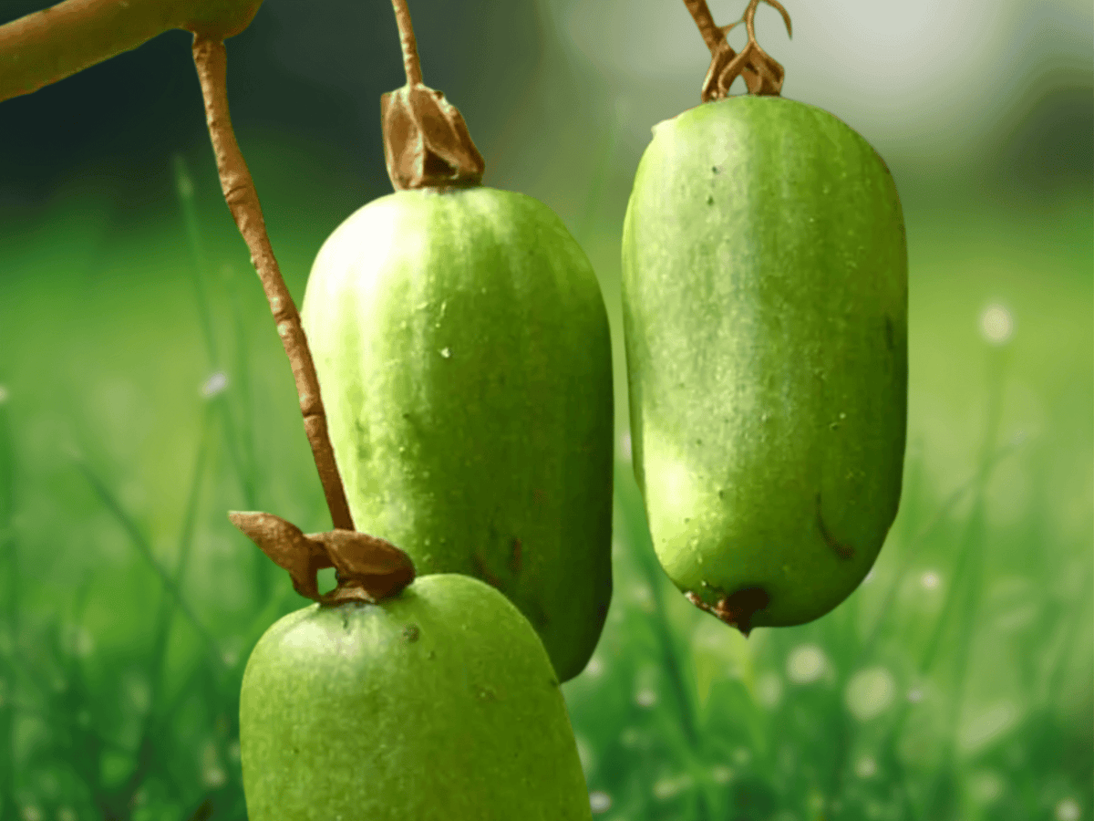 1 Live Plant Ananasnaya Hardy Kiwi Female Vine Actinidia arguta Anna Starter Plant