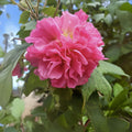 Cotton Rose Seeds - 50+ Count - Pink Color Changing Flower - Hibiscus mutabilis