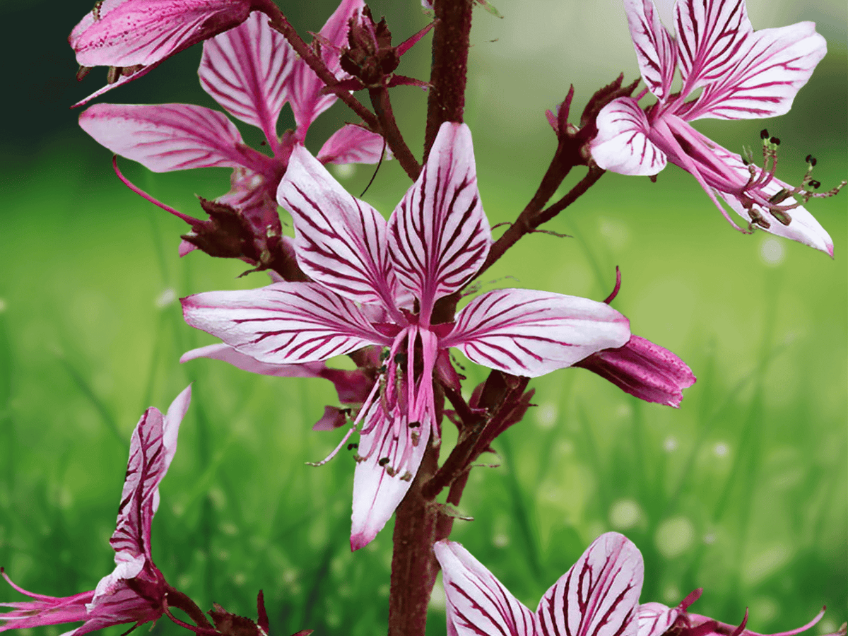 5 Seeds Gas Plant Red Dictamnus albus rubra Perennial Flower