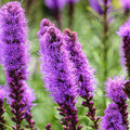 Liatris Spicata Bulbs 10 Pack Purple Blazing Star Corms Perennial Drought Tolerant Butterfly Attracting