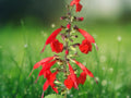 50 Seeds Salvia Splendens Bicolor Orange White Annual Flower Bright Blooms Pollinator Friendly Easy Grow Garden Bedding Plant