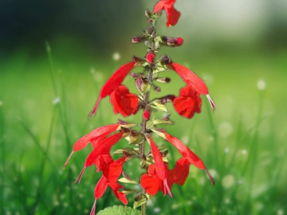 50 Seeds Salvia Splendens Bicolor Orange White Annual Flower Bright Blooms Pollinator Friendly Easy Grow Garden Bedding Plant