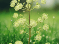 10 Seeds Aralia cordata (Hardy Spikenard) Perennial Vegetable Udo Plant