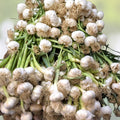 Carrot Seeds 50+ Non-GMO Little Fingers Variety Daucus carota Heirloom Vegetable Seeds for Home Gardening