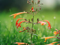 100 Seeds Orange Hyssop Agastache aurantiaca Perennial Hummingbird Mint Fragrant Pollinator Blooms