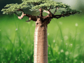 5 Seeds Adansonia digitata Baobab Tree Tropical Large Tree Plant