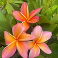 Rooted Plumeria Cutting 14" Gladys KT Brandt Tropical Flowering Plant, Plumeria spp.