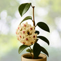 Hoya Plant 5in Pot - Hoya Australis - White Flowers - Strong Well-Rooted Indoor Houseplant