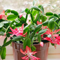 True Christmas Cactus 3 Per Pot Old Fashioned Pink Schlumbergera × buckleyi | Indoor Succulent Plant