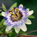 Passion Flower Seeds 100 Count - Vines for Planting - Bonsai Suitable - Passiflora spp.