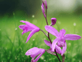 10 Seeds Bletilla striata Hardy Garden Orchid Flowers