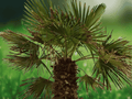 5 Seeds Windmill Palm Trachycarpus fortunei Taylor Form Cold Hardy Palm
