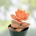 Graptosedum 'Alpenglow' Succulent Live Plant 4" Bare Root, Drought Tolerant, Easy Care for Home Garden Decor