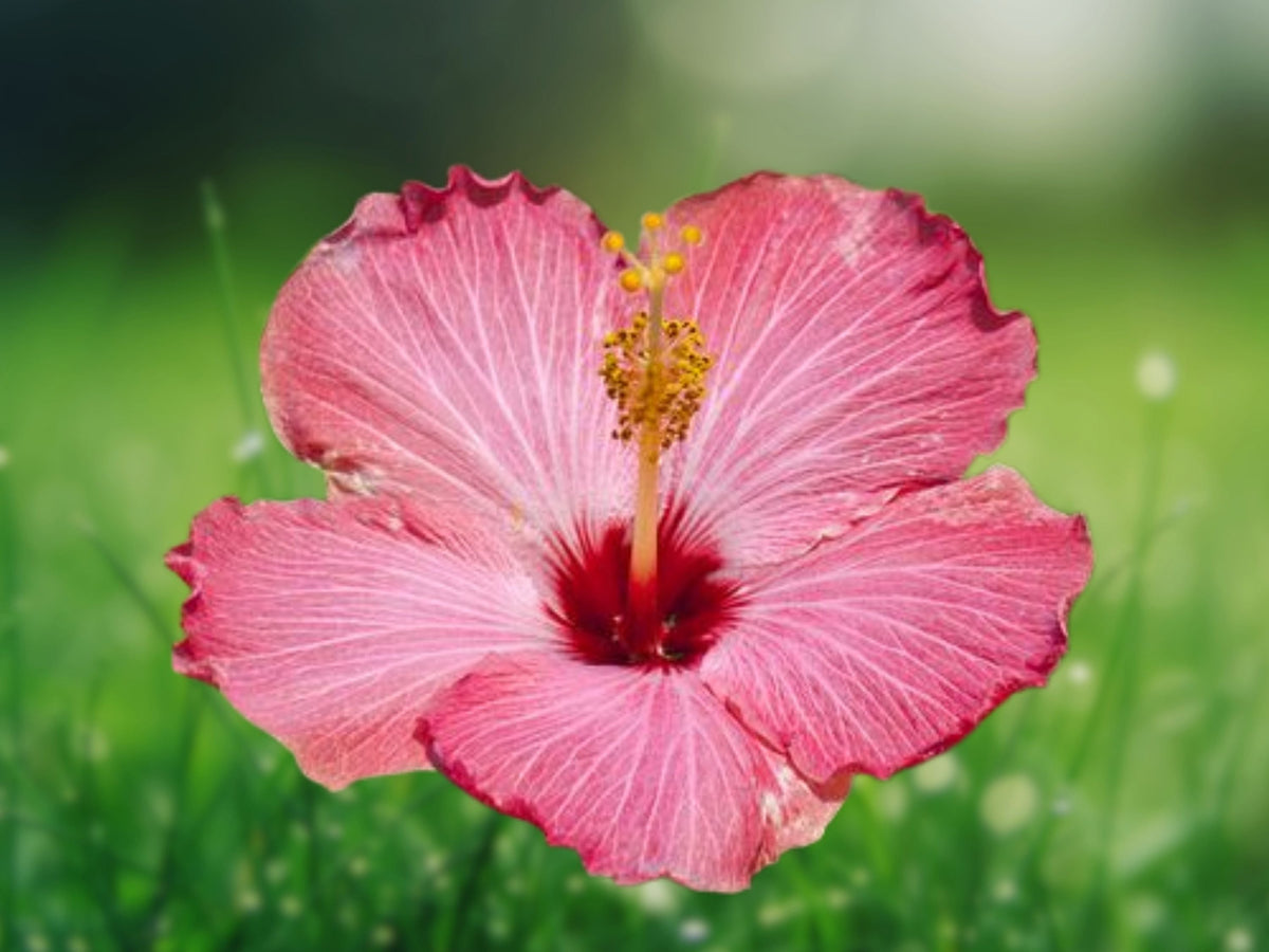 1 Live Plant Cutting Hawaiian Pink Hibiscus Unrooted 2-4 Inch Starter Tropical Flowering Shrub for Garden Patio Container