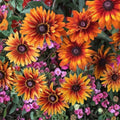 Sunset Black Rudbeckia Seeds 125+ Annual Flower Garden Seeds Rudbeckia hirta