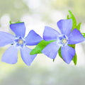 Vinca Minor Vine 4" Potted Plant | Easy to Grow Periwinkle Groundcover | Live Plant - Vinca Minor