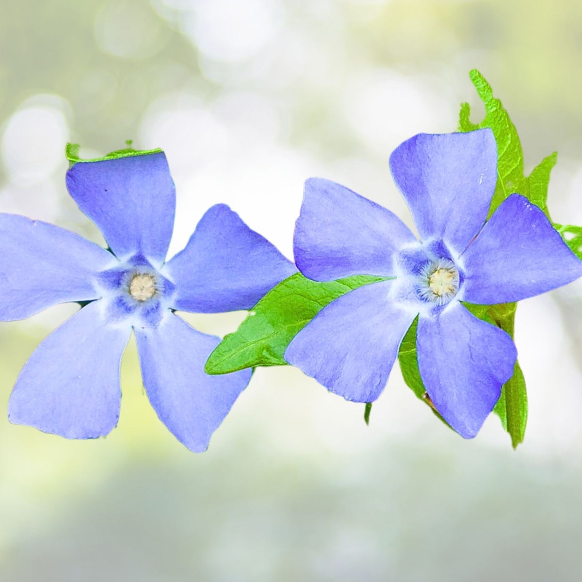 Vinca Minor Vine 4" Potted Plant | Easy to Grow Periwinkle Groundcover | Live Plant - Vinca Minor