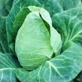 Cabbage Seeds 50 Non-GMO Heirloom Early Jersey Wakefield Organic Vegetable Garden Planting