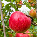 Apple Seeds 6+1 Red Organic Heirloom USA Homegrown Malus domestica