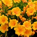 Stella De Oro Daylily Live Plant 6-Pack, Yellow, Reblooming, Drought Tolerant, Bare Root, Hemerocallis