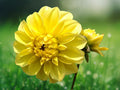 25 Seeds Dahlia Pinnata Bright Yellow Blooms Hardy Perennial Easy Grow Ornamental Flower