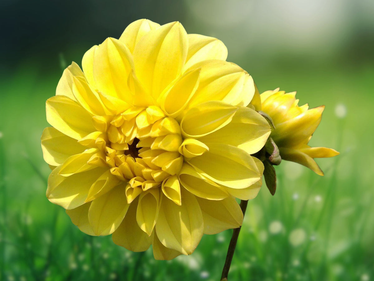25 Seeds Dahlia Pinnata Bright Yellow Blooms Hardy Perennial Easy Grow Ornamental Flower