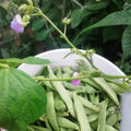 Calypso Bean Seeds for Planting, 20 Seeds, Edible Phaseolus vulgaris, Delicious Variety, Organic Bean Seeds