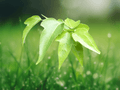 5 Seeds Acer oblongum Evergreen Maple Tree