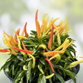 Patio Fire & Ice Ornamental Pepper Seeds – 100 Organic Capsicum annuum Seeds for Garden, Container, USA Grown, Free Shipping