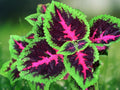 25+ Seeds Coleus Black Purple Foliage Rare Ornamental Shade Garden Easy Grow Indoor Container Houseplant