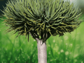 5 Seeds Dragon Tree Dracaena draco Exotic Evergreen Specimen