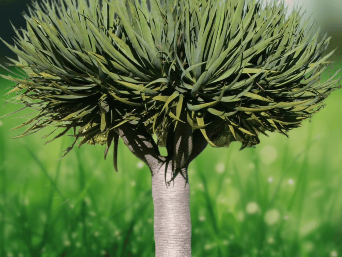 5 Seeds Dragon Tree Dracaena draco Exotic Evergreen Specimen