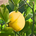 Meyer Lemon Tree 3"-6" Organic Non-GMO Citrus × meyeri Indoor/Outdoor Plant