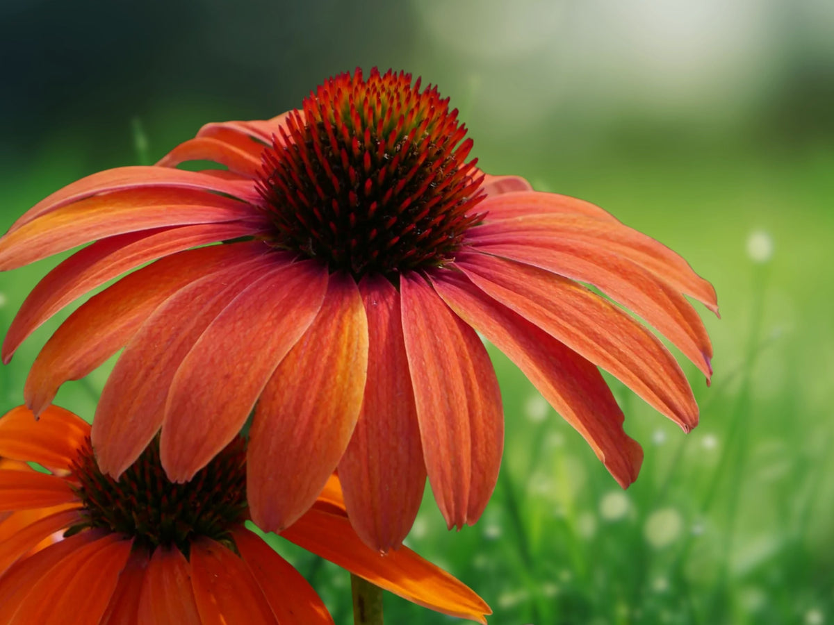 50 Seeds Orange You Awesome Coneflower Echinacea Perennial Orange Blooms Pollinator Hardy Drought Tolerant