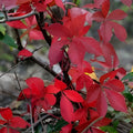 Virginia Creeper Live Vine Clippings – 6+ Florida Grown for Privacy Fences – Parthenocissus quinquefolia
