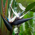 Giant White Bird of Paradise Plant in 9" Pot - Strelitzia nicolai ‘White Bird’ for Indoor & Outdoor Spaces