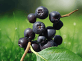 5 Seeds Aronia melanocarpa (Black Chokeberry) Native Berry Shrub