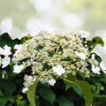 Hydrangea Starter Plant - 8-12 Inch Climbing Hydrangea - Hydrangea anomala petiolaris